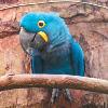 鳥瘟？動物園：4隻鸚鵡死於細菌性肺炎
