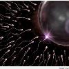 男性避孕新發現　假性基因突變阻精蟲生成