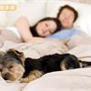 讓狗在你的臥房裡一起睡覺是個好主意嗎？