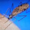 印度商染瘧疾　在台發病已康復