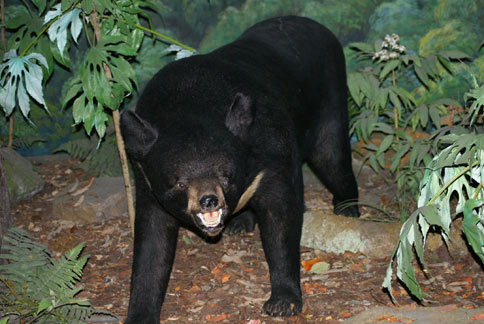 獸性大發　北市動物園爆公熊咬死母熊