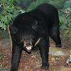 獸性大發　北市動物園爆公熊咬死母熊