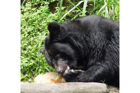 黃美秀：黑熊適獨居　野性難完全馴服