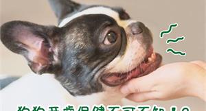 狗狗牙齒保健不可不知！？