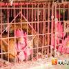 桃縣養雞場2萬隻雞淹死　送焚化爐焚毀