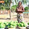 減肥新話題：非洲芒果種子萃取物　實證居然是…