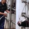 灌水牛遭虐！動保團體籲拒吃台灣牛肉