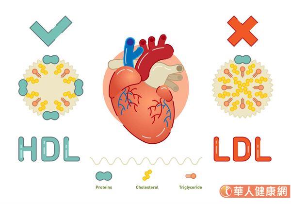 其實人體內的膽固醇又可分為，好的膽固醇—高密度脂蛋白膽固醇（HDL-C）以及壞膽固醇—低密度脂蛋白膽固醇（LDL-C）2種。