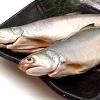 市售水產品抽驗　8件午仔魚檢出禁藥