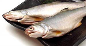 市售水產品抽驗　8件午仔魚檢出禁藥