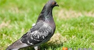 「澳」客走私38隻禽鳥　檢出H5N1禽流感