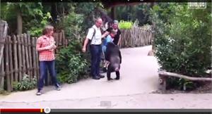 嚇壞遊客！德動物園黑猩猩脫逃逛大街　