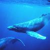 懸崖勒馬　南韓宣布停止科學捕鯨計畫