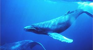 懸崖勒馬　南韓宣布停止科學捕鯨計畫