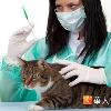 貓瘟難治療　獸醫：施打疫苗降低感染