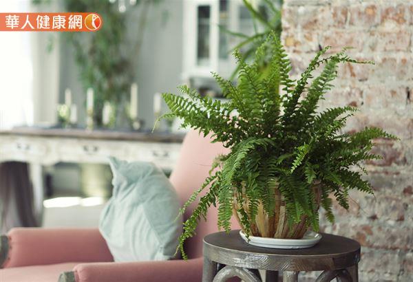 在居家室內可放置大葉子綠色植物，以淨化空氣品質。