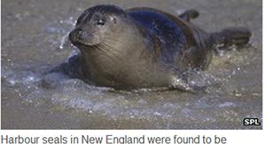 海豹感染H3N8死亡　恐病毒大爆發