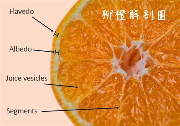 柳橙解剖图(图片提供/蔡宜庭营养师)