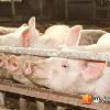 美爆新型豬流感H3N2　近3周16人感染
