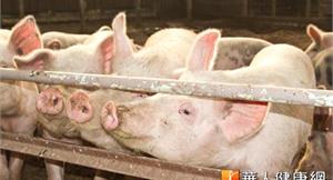 美爆新型豬流感H3N2　近3周16人感染