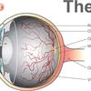 眼底的燈塔是甚麼？透過視盤檢查知道多少眼睛的秘密？