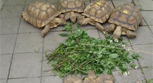 動物園龜滿為患！已收容百隻蘇卡達象龜