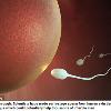 皮膚細胞變精子　不孕男也能當爸爸