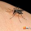 小心有毒！滅蚊少用蚊香和殺蟲劑