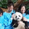 全球野生熊貓剩1600隻　守護使招募