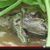 毛蟲遭寄生蟲控制　對青蛙投懷送抱