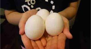 農委會研議　產業自發雞蛋生產標示