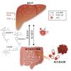 台灣人體臨床試驗發現，服用樟芝可降低脂肪肝　研究登美國臨床期刊