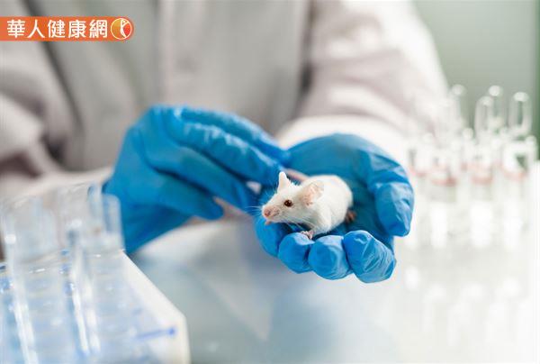 國家衛生研究院生技與藥物研究所紀雅惠副研究員研究團隊透過基因工程的方法將造成早衰症的突變基因─早衰蛋白導入小鼠肌肉細胞，藉此研究肌肉功能與壽命之間的關聯性。