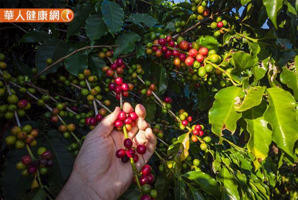 咖啡不只咖啡豆本身可供使用，就連咖啡葉也能再利用！近來有研究發現，咖啡葉中除了咖啡因外，更含有綠原酸、芒果苷等多種對人體有益的多酚類成分。