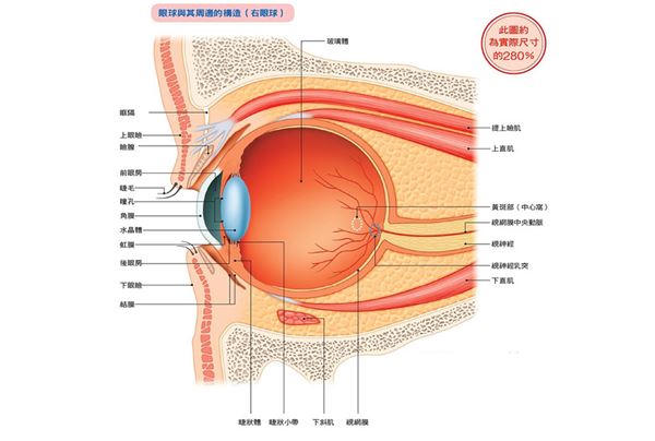 你有必要知道的5大眼睛结构 每日头条