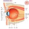 為何眼睛能辨色、感光？常眼壓高頭痛，當心青光眼症狀！日本醫詳解眼睛構造