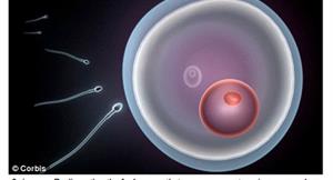 研究：精子斷尾　男性避孕藥將問世