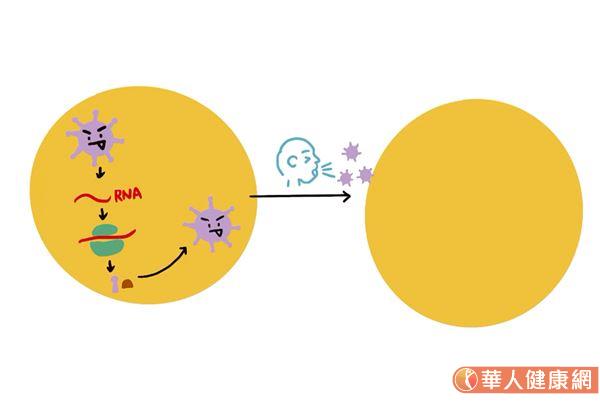 新冠病毒自己無法繁殖，所以進入細胞後，病毒會先釋放自己的RNA到細胞中，再借用人體內所含的酵素，做出自己的聚合酶，間接複製自己的RNA，再製造病毒所需要的蛋白質，在潛伏過程中等到這些物質組裝慢慢完成了，就再隨著飛沬去感染下一個受害人的細胞，就是這樣不斷藉由人類來繁殖。（動畫影音／洪辰竺、配音字幕／宋美瑤）