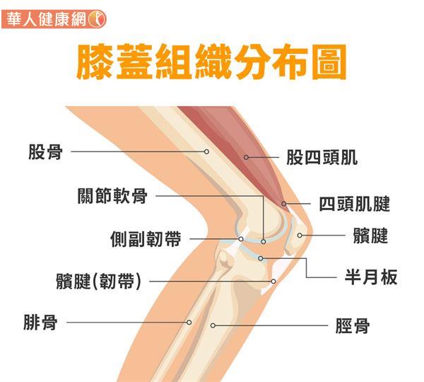 膝關節周邊充斥著韌帶、神經、肌腱、軟骨組織等結構，所以半月板的受損通常會伴隨其他部位的傷害。