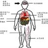 兒童肥胖恐併發心臟血管疾病、脂肪肝！小兒科醫師教9招戰勝兒童肥胖