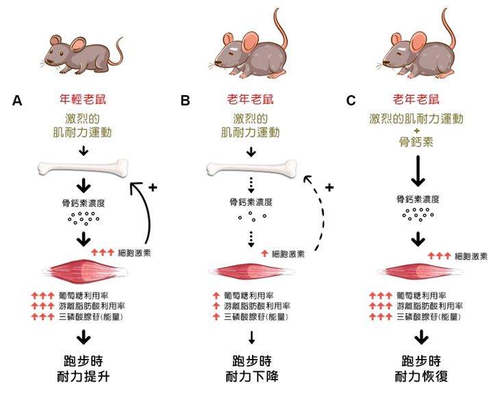 圖1：在老年小鼠的研究中發現，骨鈣素的補充可將12、15個月大老年小鼠的有氧耐力恢復到3個月大年輕小鼠的運動水準。