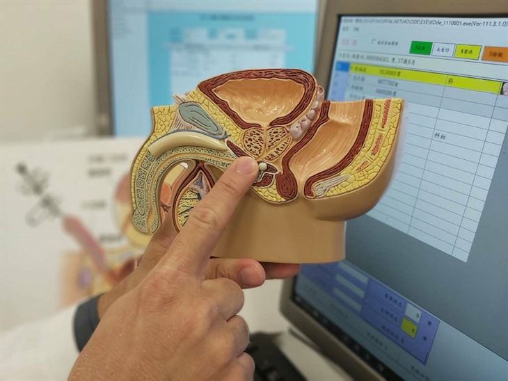 攝護腺(手指處)。攝護腺為男性特有器官之一,男性到50歲後有5成有攝護腺肥大的症狀。(圖片提供/恩主公醫院)