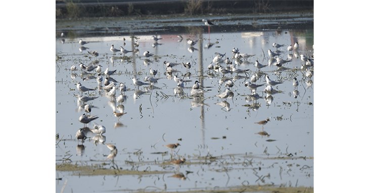 三寮灣紅蔥田裡休息中的度冬水鳥黑腹燕鷗。（圖片提供／特生中心提供─洪夢祺攝）