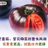紫番茄、紫花椰菜掀養生風潮！花青素更高，抗氧化力更棒
