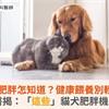 寵物肥胖怎知道？健康餵養別輕忽！獸醫揭：「這些」貓犬肥胖機率大