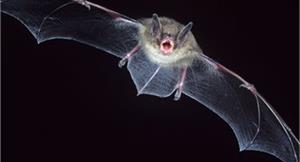 新冠狀病毒源頭蝙蝠　為SARS同家族　