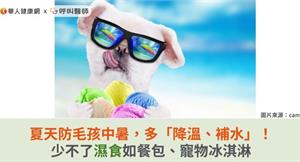 夏天防毛孩中暑，多「降溫、補水」！少不了濕食如餐包、寵物冰淇淋