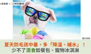 夏天防毛孩中暑，多「降溫、補水」！少不了濕食如餐包、寵物冰淇淋
